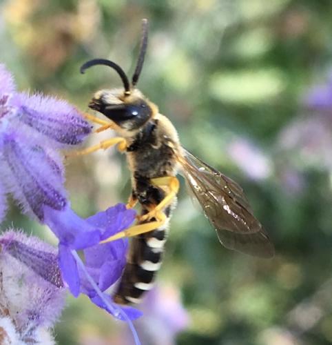 Halictus scabiosae
